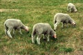 Free Four Sheep Stock Photo - 2384840