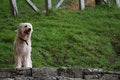Free My Best Friend Royalty Free Stock Images - 2386049