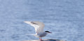 Free Seagull Bird Cry Spread Wings Stock Photos - 2389423