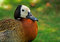 Free White-faced Duck 1 Stock Images - 2381934