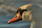 Free Portrait Of A Swan Royalty Free Stock Images - 2384239