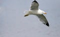 Free Sea Gull In Flight Stock Photography - 23891862