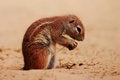 Free Ground Squirrel Stock Images - 2390194