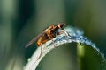 Free The Fly Stock Photos - 2390483