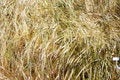 Free Golden Sping-blooming Fields Royalty Free Stock Photos - 2393998