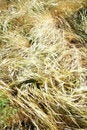 Free Golden Sping Blooming Fields Royalty Free Stock Photos - 2394098