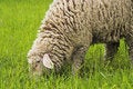 Free Sheep Stock Images - 2398204