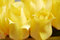 Free Yellow Tulips 18 Stock Photo - 2391590