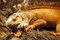 Free Iguana Royalty Free Stock Image - 2396406