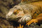 Free Iguana Royalty Free Stock Image - 2396436