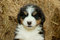 Free Pup Stock Images - 2397614