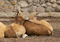Free Deer With The Broken Horn Royalty Free Stock Images - 243619