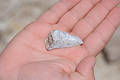 Free Shark Tooth In Hand Stock Photo - 244210