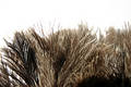 Free Ostrich Feathers Stock Photo - 245390