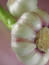 Free Fresh Garlic 2 Stock Photography - 249672