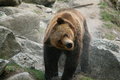 Free Bear Bath Stock Photos - 2401563