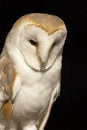 Free Predator Stock Photos - 2404143