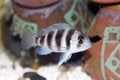 Free Frontosa Cichlid Stock Image - 2405381