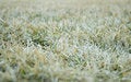 Free Green Grass Stock Photo - 2406080