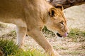 Free Lioness Royalty Free Stock Photos - 2407998