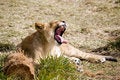 Free Lion Yawning Royalty Free Stock Image - 2408026