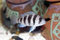 Free Frontosa Cichlid Stock Image - 2405381