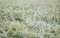 Free Green Grass Stock Photo - 2406080