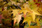 Free Yellow Autumn Leaves Stock Images - 2409964