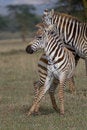 Free Plains Zebra Stock Image - 2412811