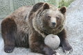Free A Brown Bear Royalty Free Stock Photo - 2412815