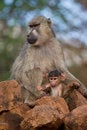 Free Baboon Mother And Infant Royalty Free Stock Images - 2413009