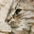 Free Face Of Cat Royalty Free Stock Photos - 2413088