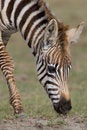 Free Plains Zebra Stock Photo - 2413220
