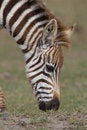 Free Plains Zebra Stock Image - 2413221