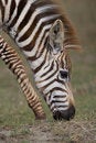 Free Plains Zebra Stock Images - 2413224