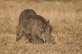 Free Warthog Stock Images - 2413494