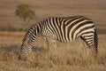 Free Plains Zebra Stock Image - 2413501