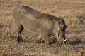 Free Warthog Stock Photos - 2413503