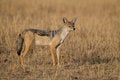 Free Jackal Royalty Free Stock Photos - 2413508
