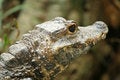 Free Crocodile Closeup Stock Photo - 2414100