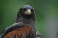 Free Hawk Royalty Free Stock Image - 2418746