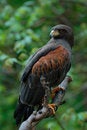 Free Hawk Stock Image - 2418751