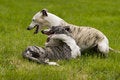 Free Playing Dogs Stock Photos - 2419773