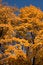 Free Orange Autumn Maples Royalty Free Stock Photo - 2412795