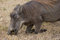 Free Warthog Grazing Royalty Free Stock Photos - 2413368