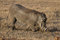 Free Warthog Stock Photos - 2413503