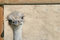 Free Ostrich Head Stock Photo - 2413850