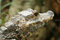 Free Crocodile Closeup Stock Photo - 2414100
