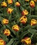 Free Yellow-red Tulips Stock Images - 2415744