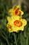 Free Spring Daffodil Stock Photography - 24166132